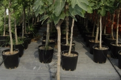 Ficus carica 